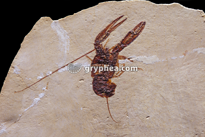 Ecrevisse fossile (Pseudastacus hakelinsis) - gryphea.org